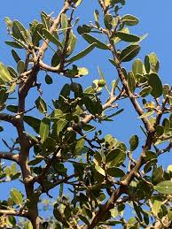 Image result for Mystroxylon