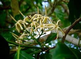 Image result for Aidia