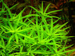 Image result for Heteranthera