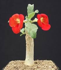 Image result for Pterodiscus elliottii