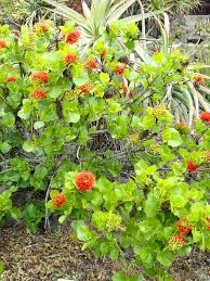 Image result for Greyia