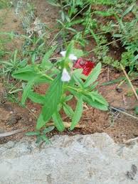 Image result for Leucas