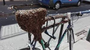 A Toulouse Un Essaim D Abeilles Elit Domicile Sur Un Velo Abeille Essaim Abeille Et Toulouse