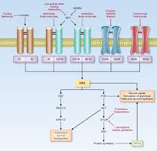 Find everything you need to know about pemetrexed (alimta), including what it is used for, warnings, reviews, side effects, and interactions. Targeting Cancer Metabolism Dietary And Pharmacologic Interventions Cancer Discovery