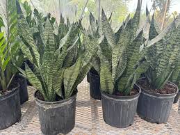 Image result for Sansevieria