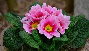 Perennials Flowers Meaning