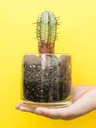 Begin in the spring or summer for the best results. How To Easily Root And Propagate A Cactus Step By Step Succulent Plant Care