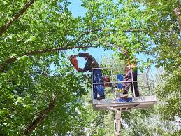 Maybe you would like to learn more about one of these? Tree Removal Mount Prospect Il Brown Tree Service 847 550 8733