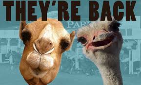 Desert charmer (1) won the. Selma Race Track To Hold Ostrich And Camel Races This Weekend