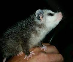 Leon Greenville Sc Opossum Rescue And Rehab Aka The Opossum S Pouch Baby Possum Opossum Animals