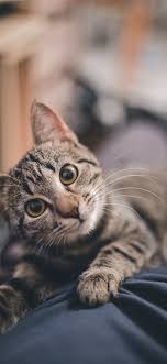 Best Animal Iphone 11 Hd Wallpapers Ilikewallpaper