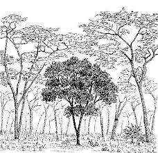 Image result for Anisophyllea boehmii