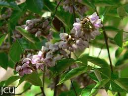 Image result for Millettia pinnata