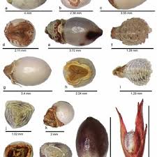 Image result for Carex cyrtosaccus