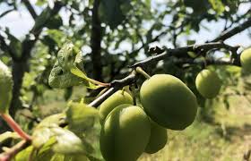 Vergers Et Producteurs De Fruits En Bretagne En Vente Directe Carte