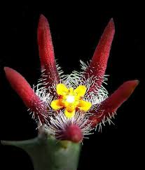 Image result for Asclepias adscendens