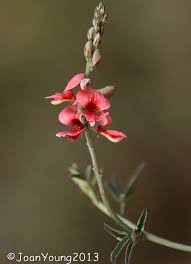 Image result for Indigofera hilaris