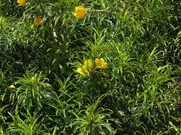 Image result for Cascabela