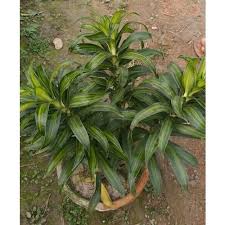 Transfer the plant to a larger pot and surround it with fresh potting soil around the base. Dracaena Reflexa Plant At Rs 60 Piece Dracaena Plant Id 20431764488
