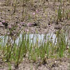 Image result for Dopatrium dortmanna