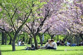 Save the date 31 aug. Bucuresti Parcul Herastrau Gradina Japoneza Agerpres ActualizeazÄ Lumea