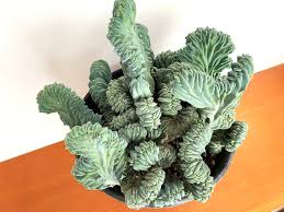 Image result for Myrtillocactus
