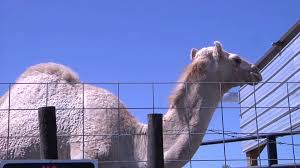 Simple compact early game system to refill your camel pack just by dropping it into a chest. Woman Bites Camel S Testicles To Free Herself At Truck Stop Petting Zoo Ctv News