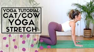 52 free images of cat cow. Beginners Yoga Cat Cow Stretch 2020 Yoga Everyday Hmfyoga Youtube