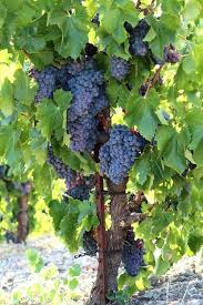 Tablas Creek Vineyard Blog Grape Vineyard Beautiful Fruits Fruit