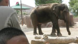 Keressen africa egypt september 2019 camel ride témájú hd stockfotóink és több millió jogdíjmentes fotó, illusztráció és vektorkép között a shutterstock gyűjteményében. Elephant News From 1 Elephant News