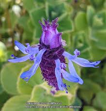 Image result for Coleus caninus