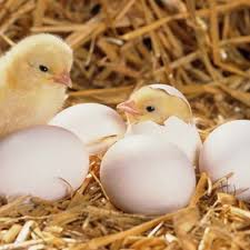 Hatching Eggs Wholesale Price Mandi Rate For Hatching Eggs