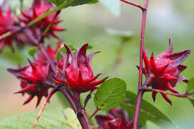 Image result for Hibiscus