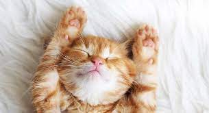 Orange And White Cat Colors And Patterns