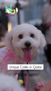 Which is the coolest Café you have visited in Qatar? Gather your crew and  make the most of these unique venues! #newindoha #DohaNightOut #DohaBars  #DohaLounges #GuysNightOut #QatarChillSpots ...