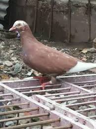 Paling bagus 23 gambar burung anak tk di 2020 gambar burung anak. Burung Dara Laman 5 Jual Beli Hewan Jadi Mudah