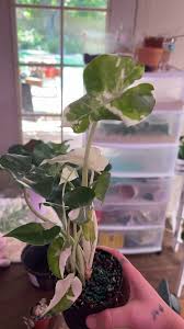 Image result for Ozoroa nitida