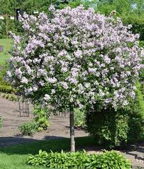 Maybe you would like to learn more about one of these? 24 Plants Landscape Ideas Plants Landscape Garden Shrubs