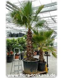 Sie wird unteranderem auch als petticoat palme bezeichnet, aufgrund ihrer herunterhängenden wedel nachdem diese abgestorben. Washingtonia Robusta Xxl Petticoat Palme Mexikanische Facher Palme Mexikanische Washington Palme Flora Toskana