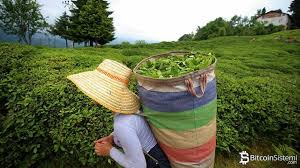 Free shipping on orders over $25 shipped by amazon. Balinalar Ethereum Eth Topluyor Iste Nedeni Bitcoin Sistemi