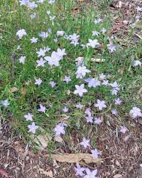 Image result for Wahlenbergia