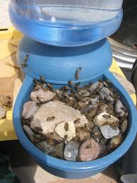 Diy bee feeder ett sätt att hjälpa lokala bin är att tillhandahålla en typ av feeder. How To Create A Safe Bee Watering Station 3 Diy Ideas Buddha Bee Apiary