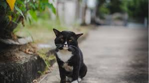 Sudden Cat Death Tips For Understanding Why It Happens Petplace