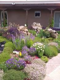 Dragon S Cosmic Breath Front Yard Landscaping Yard Landscaping Xeriscape
