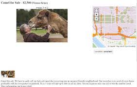 He can who believes he can. The Curious Case Of The Craigslist Camel Dcist