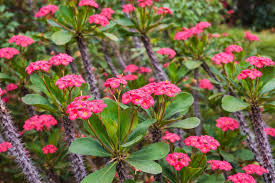 Image result for Euphorbia milii