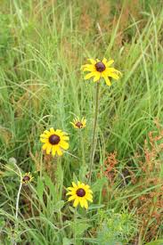 Image result for Rudbeckia hirta