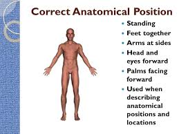 Maybe you would like to learn more about one of these? Intro To The Human Body Directional Terms Planes Quadrants And Regions Hst I Ppt Video Online Download