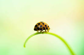 Are Black And Red Ladybugs Poisonous Green Ladybug Easy Guide And Identifying Them With Images