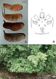 Image result for Englerodendron